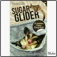 Sugar Glider